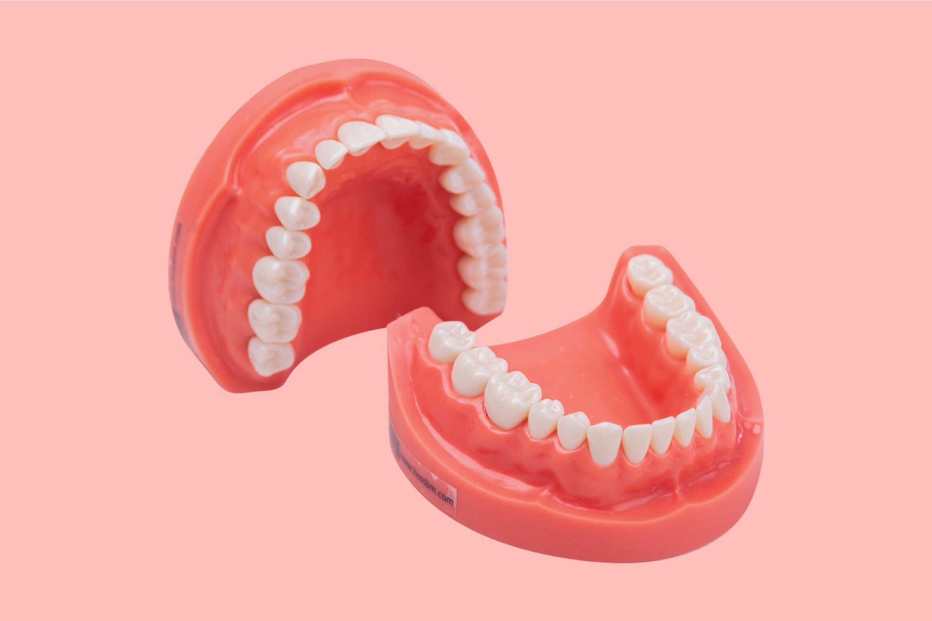 Hard Tissue Standard Training Arch 32 Tooth
