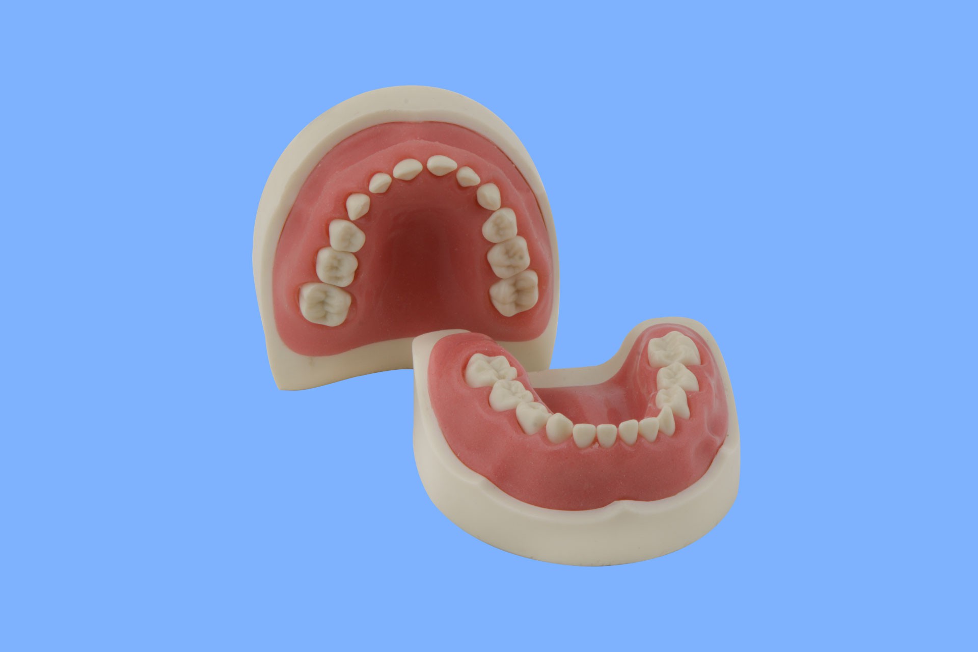 Hard Tissue Training Arch 28 Tooth