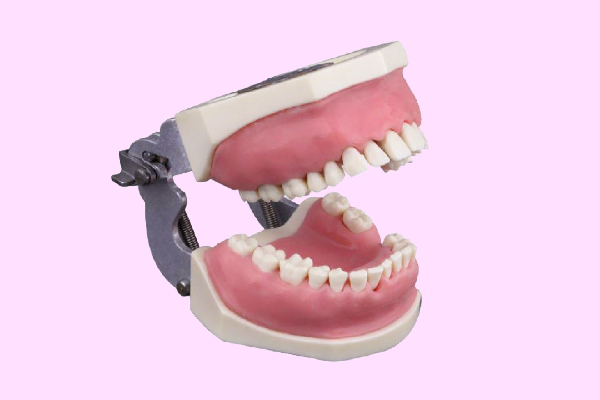 Periodontics Training Arch with Matte Pink Soft Gum with Articulator