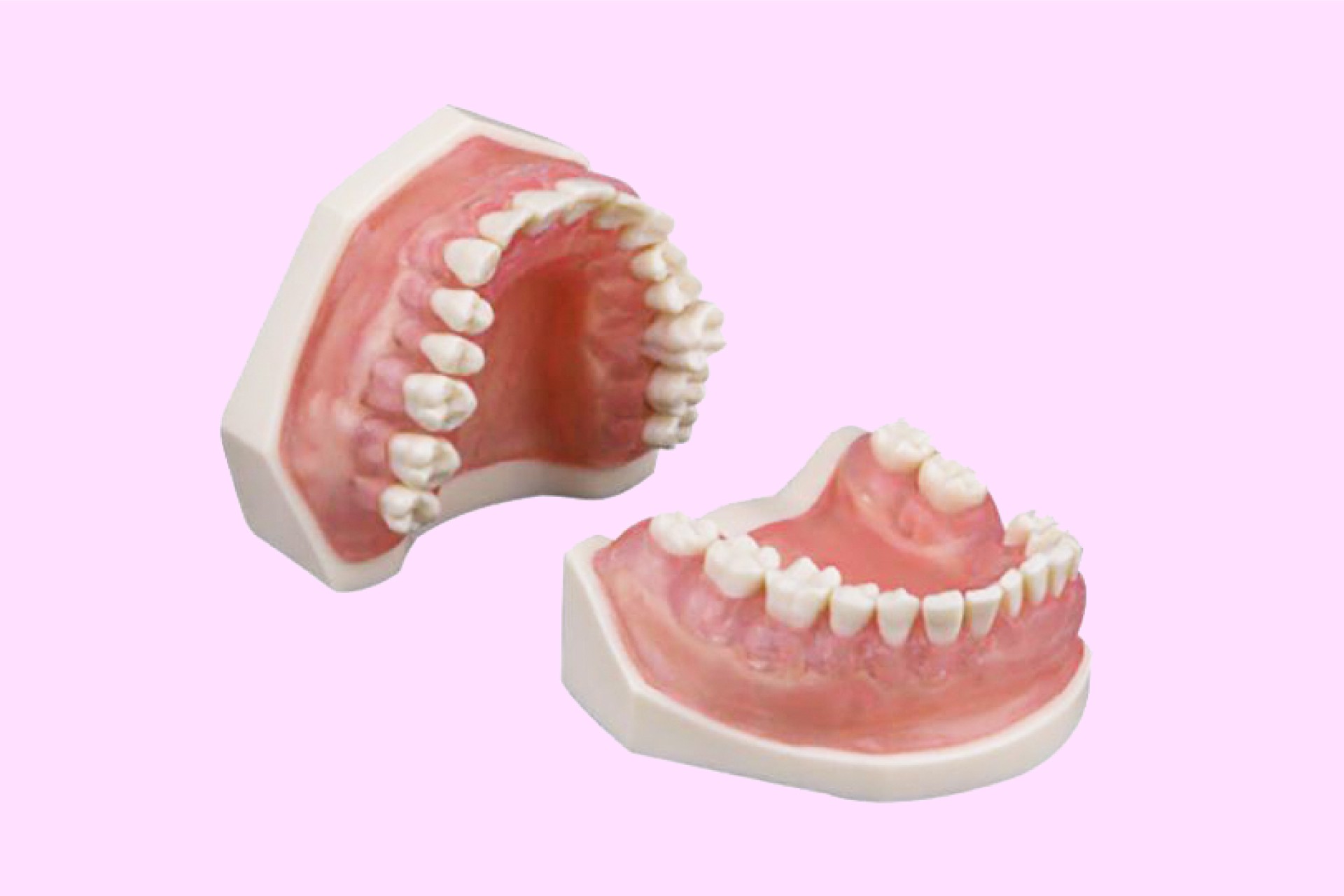 Periodontics Training Arch with Translucent Pink Soft Gum
