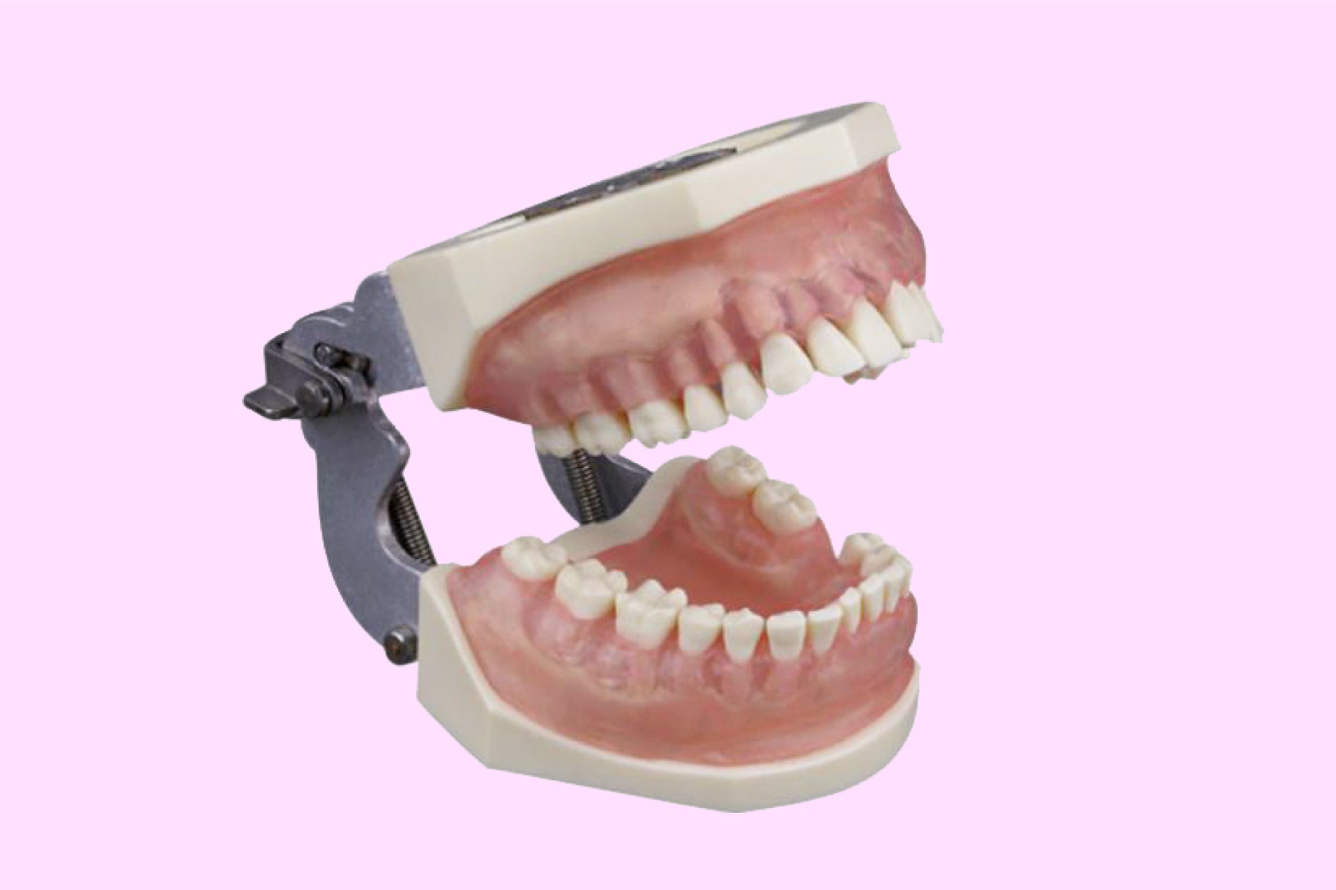 Periodontics Training Arch with Translucent Soft Gum with Articulator