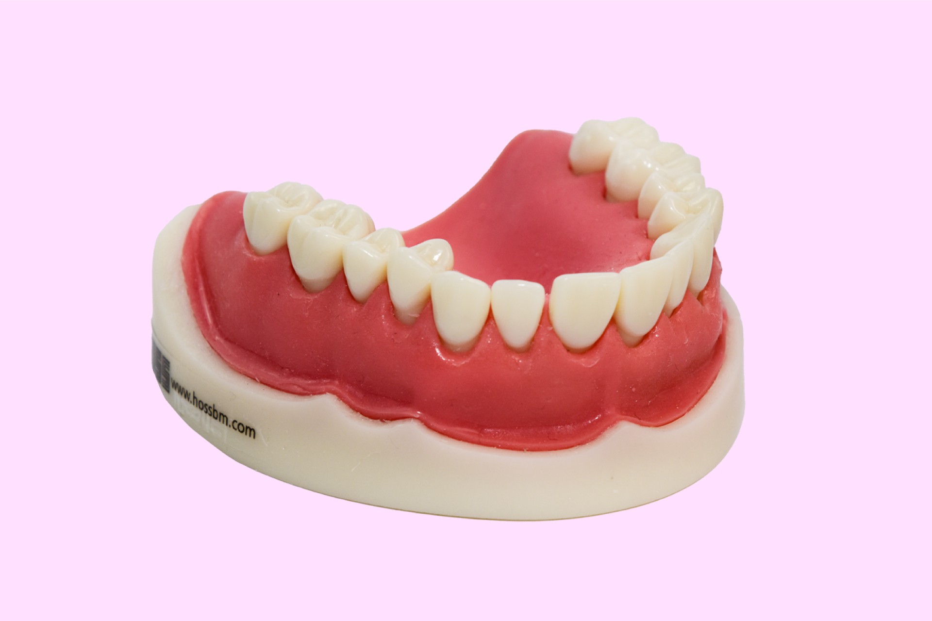 Gingival Atrophy Model Upper Jaw