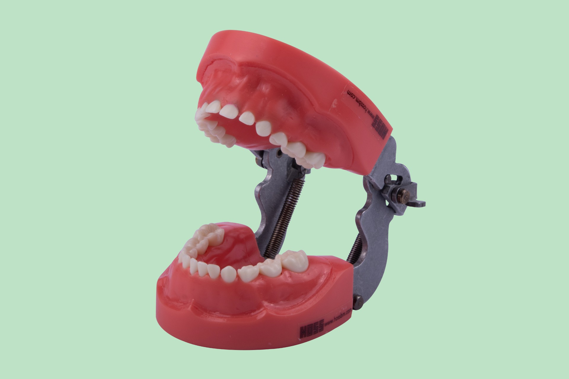 مدل تمرینی اطفال با لثه سخت با آرتیکولاتور 24 دندان