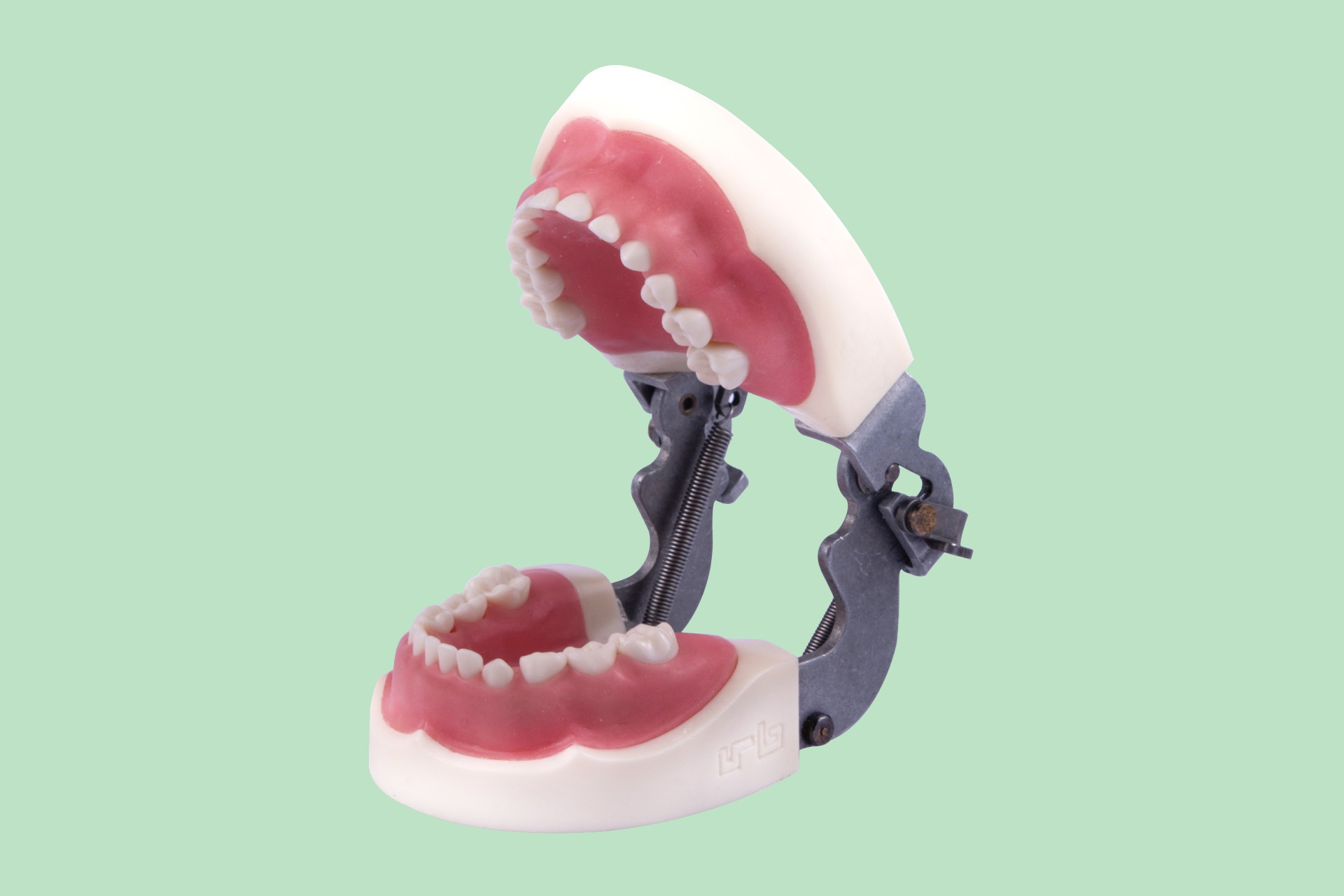 مدل تمرینی اطفال با لثه نرم با آرتیکولاتور 24 دندان