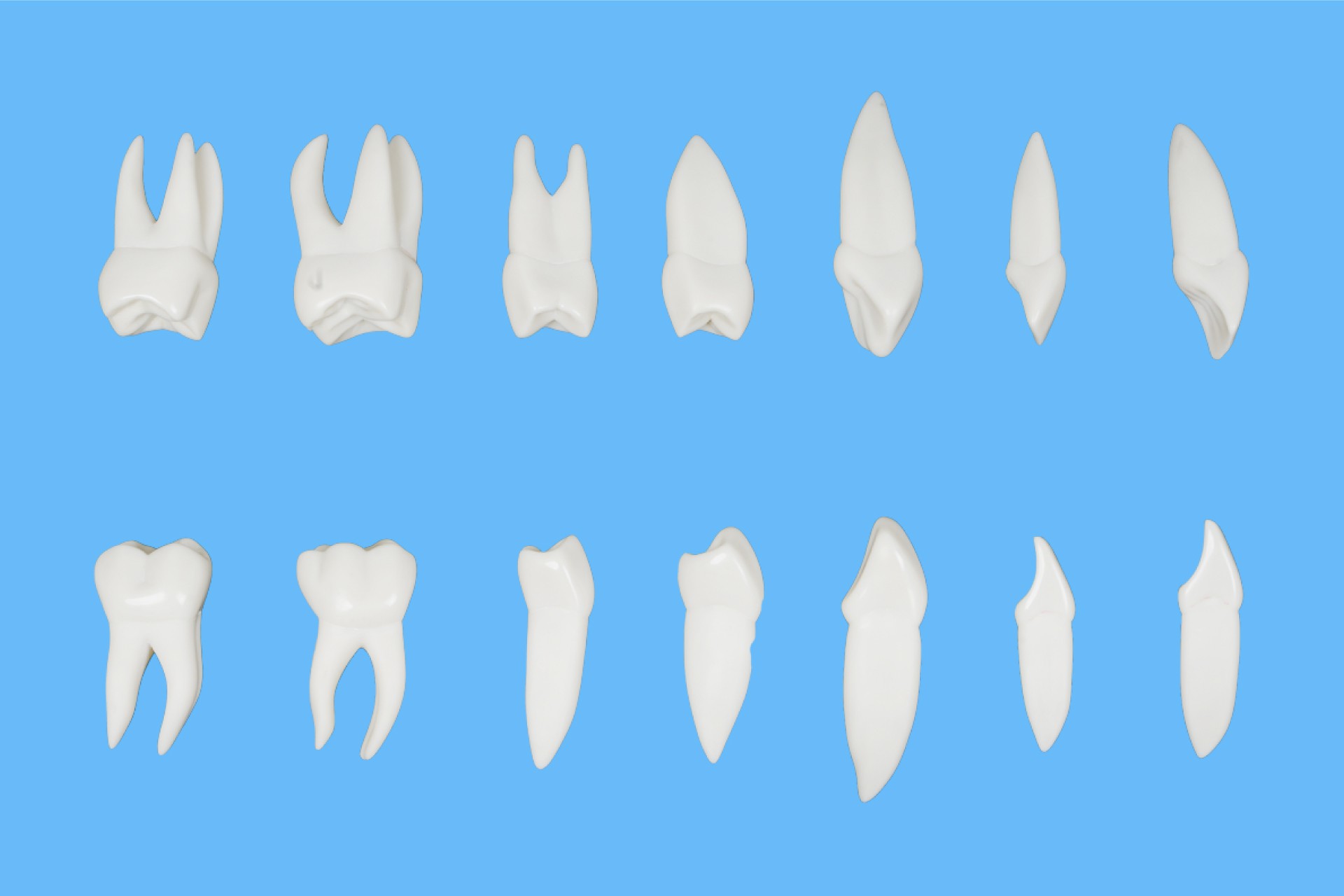 ست آناتومی و ریشه دار دندان 16 عدد X3
