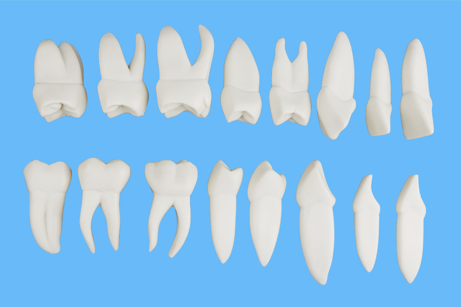 ست آموزشی آناتومی و ریشه دار دندان 16 عددی X5