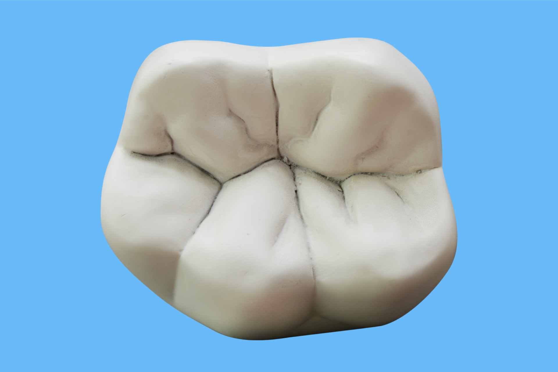 تک دندان آناتومی و ریشه دار با پایه X10