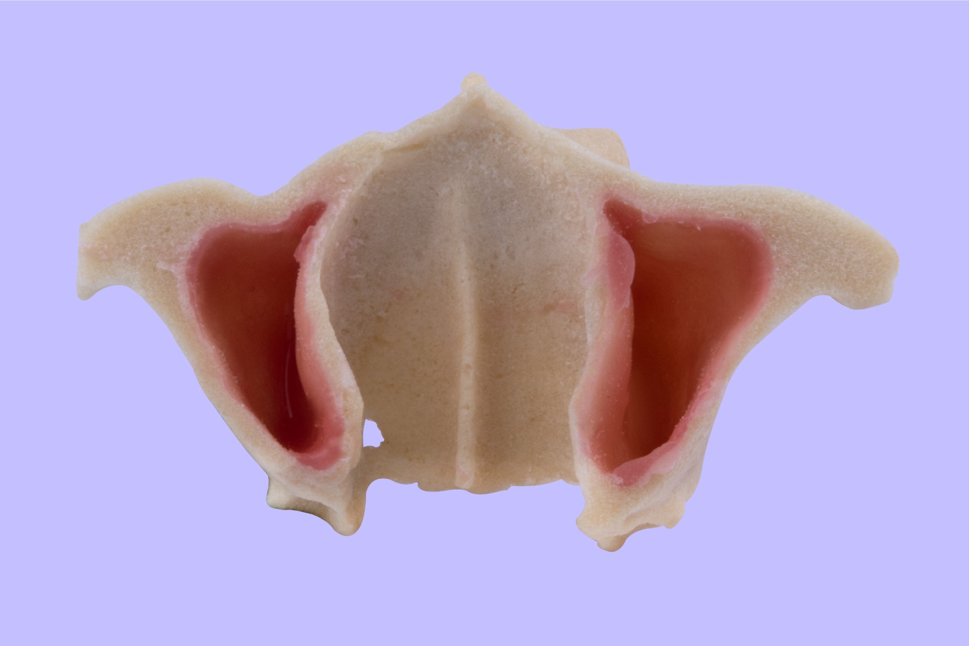 مدل فک بالای بی دندانی به همراه سینوس و خروجی های عصب